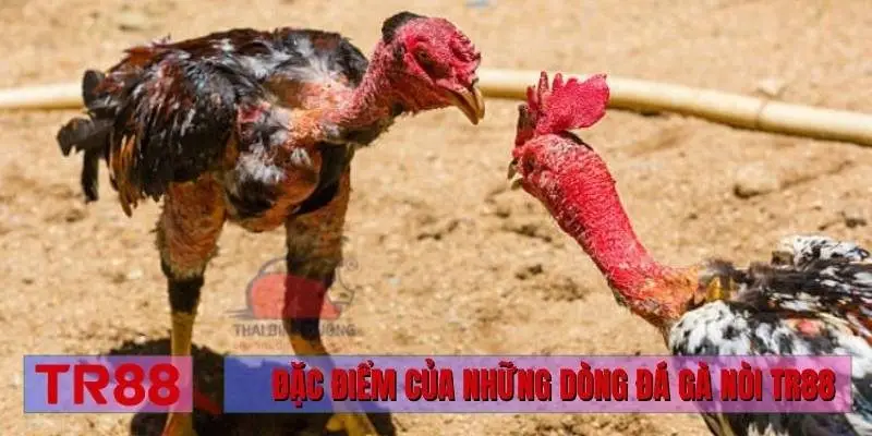 Đặc điểm của những dòng đá gà nòi TR88