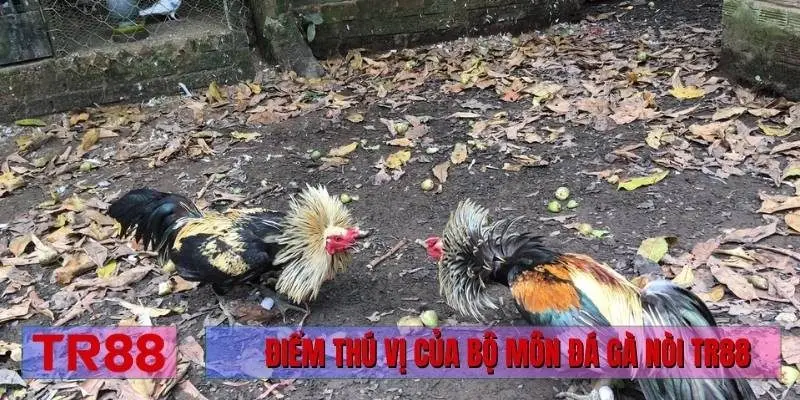 Điểm thú vị của bộ môn đá gà nòi TR88
