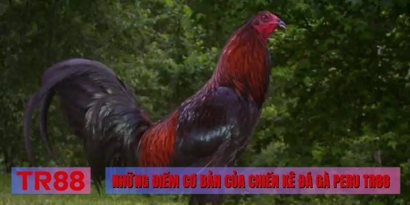 Những điểm cơ bản của chiến kê đá gà Peru TR88