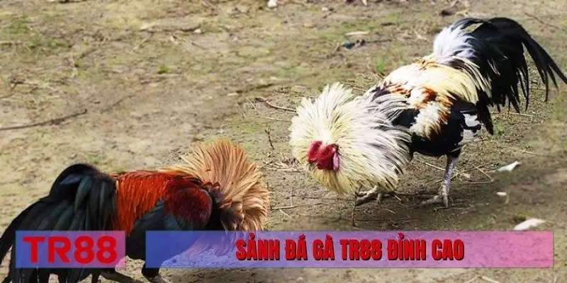Sảnh đá gà TR88 đỉnh cao